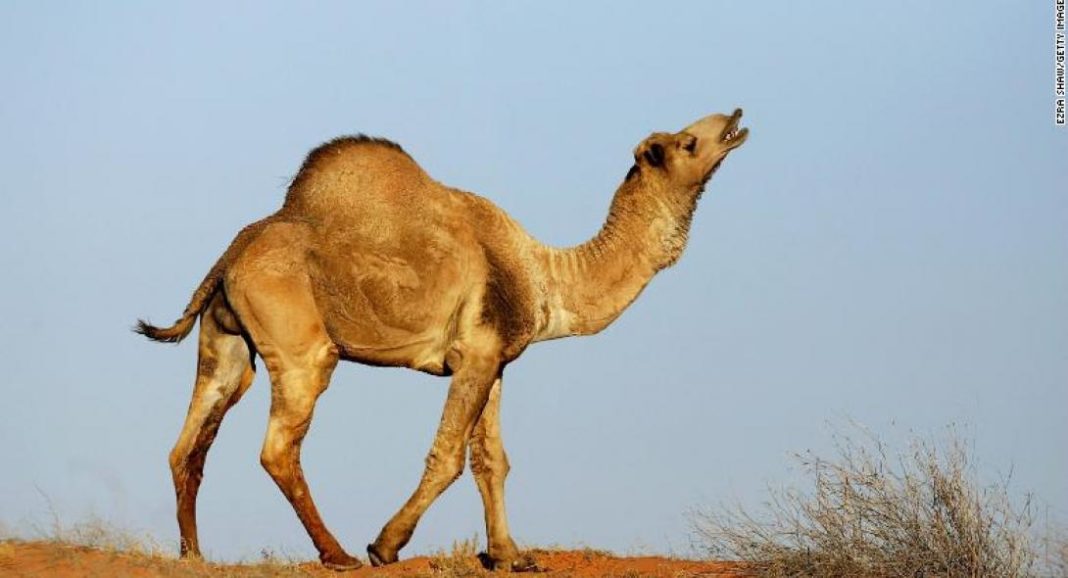 camel-australia