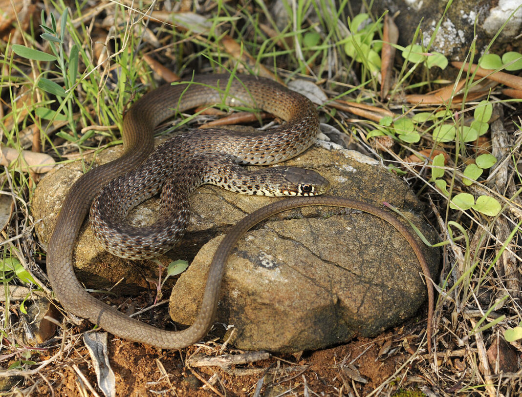 1200px-Benny_Trapp_Hierophis_gemonensis