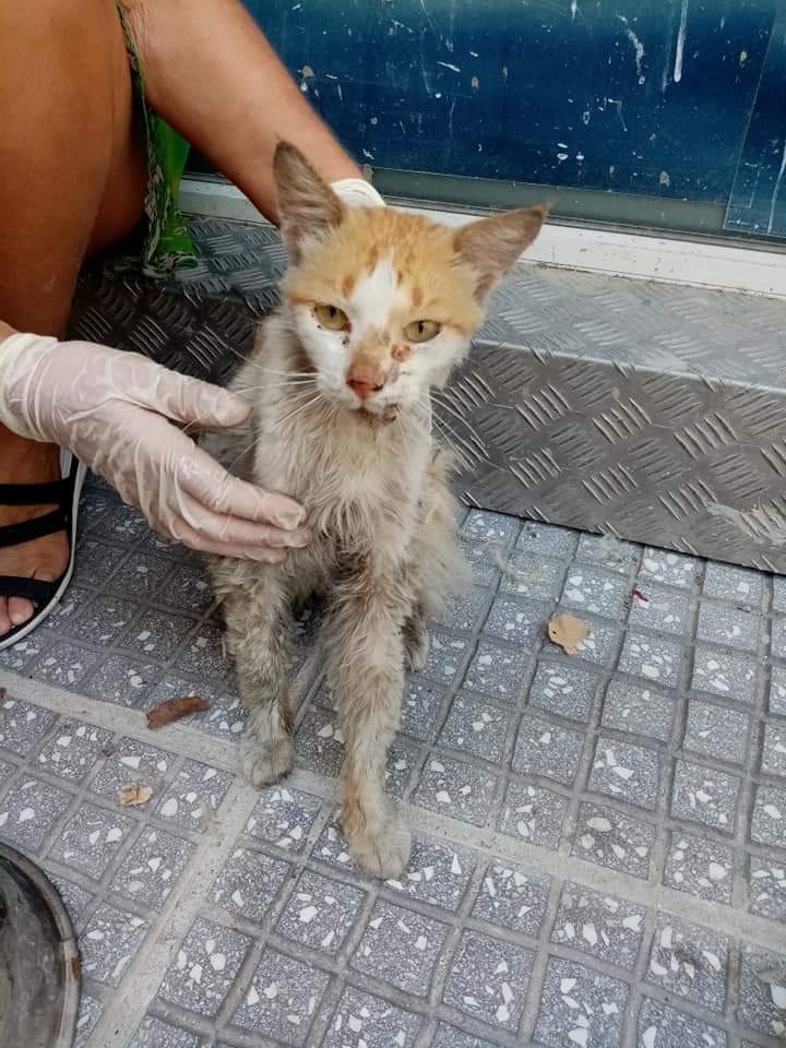 FB_IMG_1628691410400