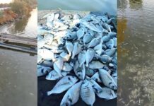 ΟΕΒΕ Μαγνησίας: “Σε εξέλιξη οι αιτήσεις ενίσχυσης επιχειρήσεων που επλήγησαν από τα νεκρά ψάρια”