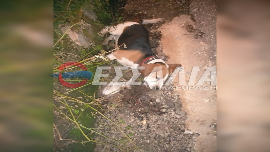 00502117995_skylaki_3_