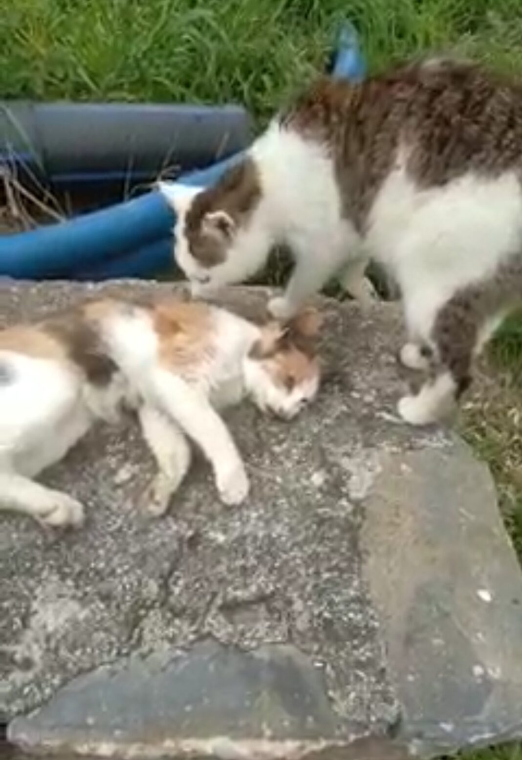 Screenshot_20220401-111741_Samsung-Internet