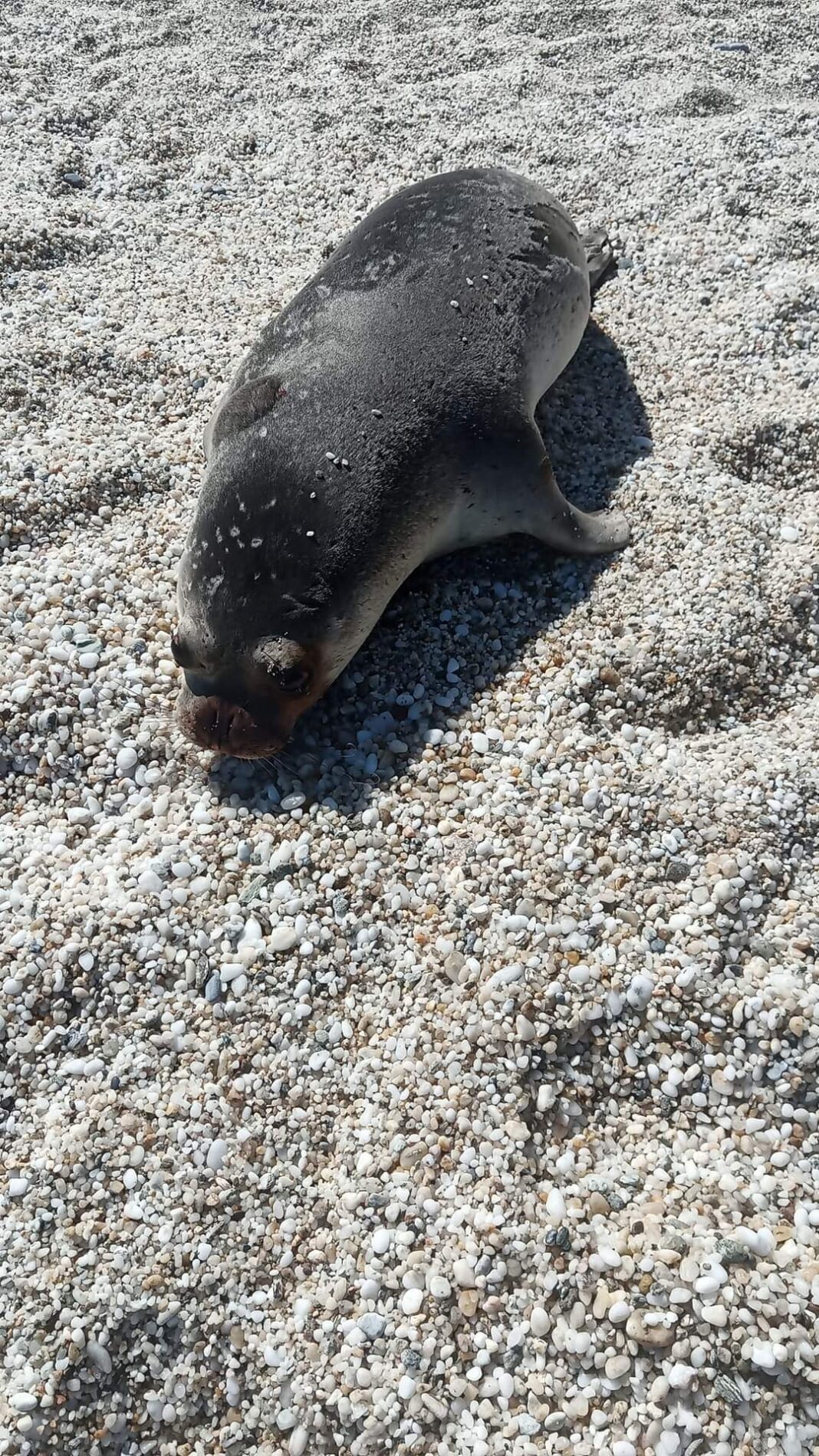 FB_IMG_1664117235230