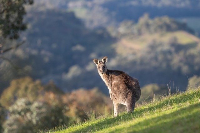 kangaroo
