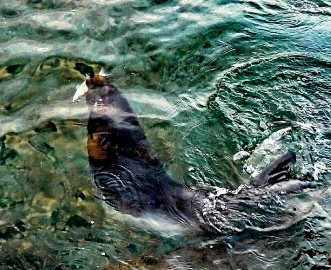 ΦΩΚΙΑ-ΒΟΛΟΣ-1