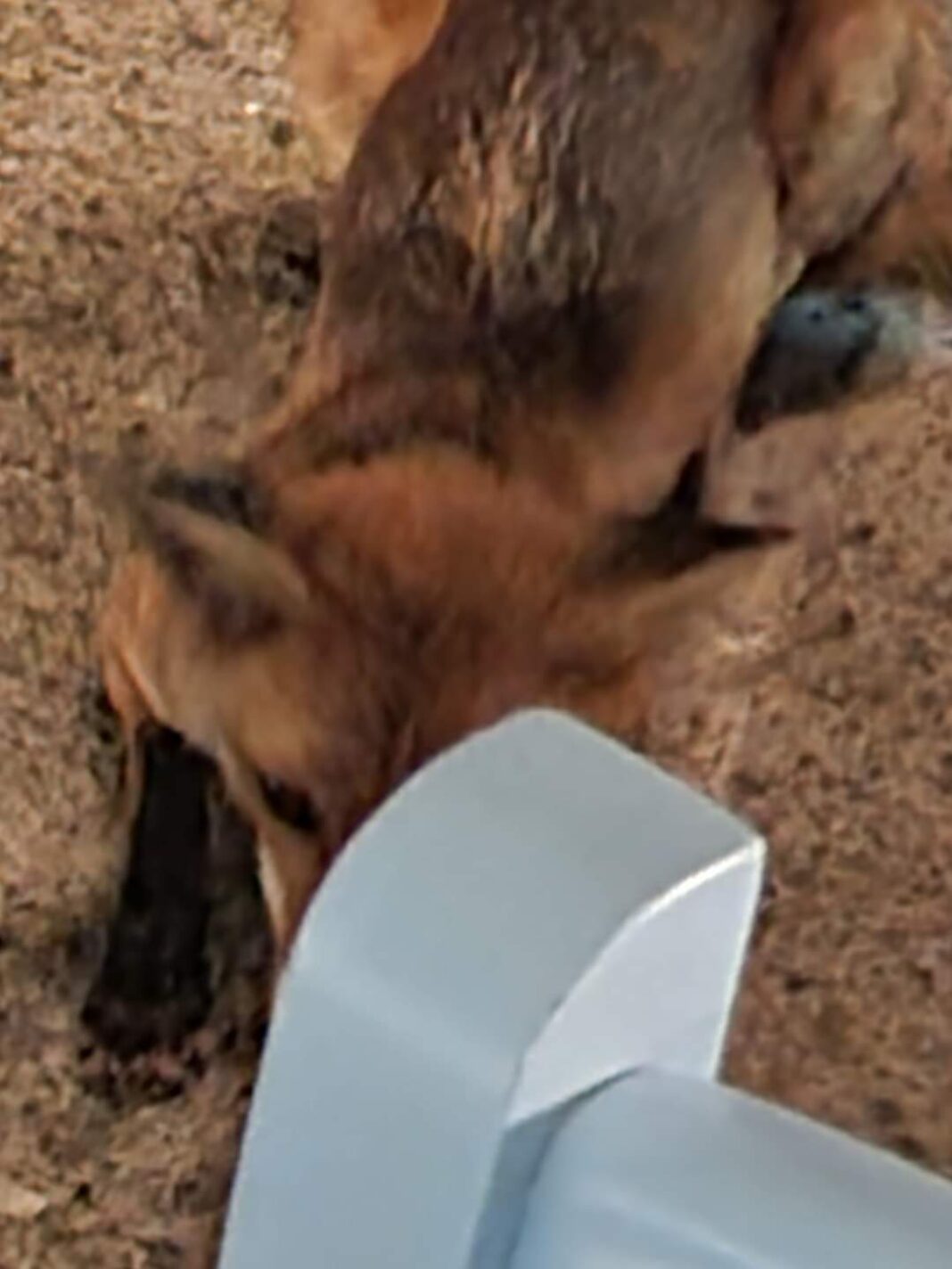 FB_IMG_1687283539465