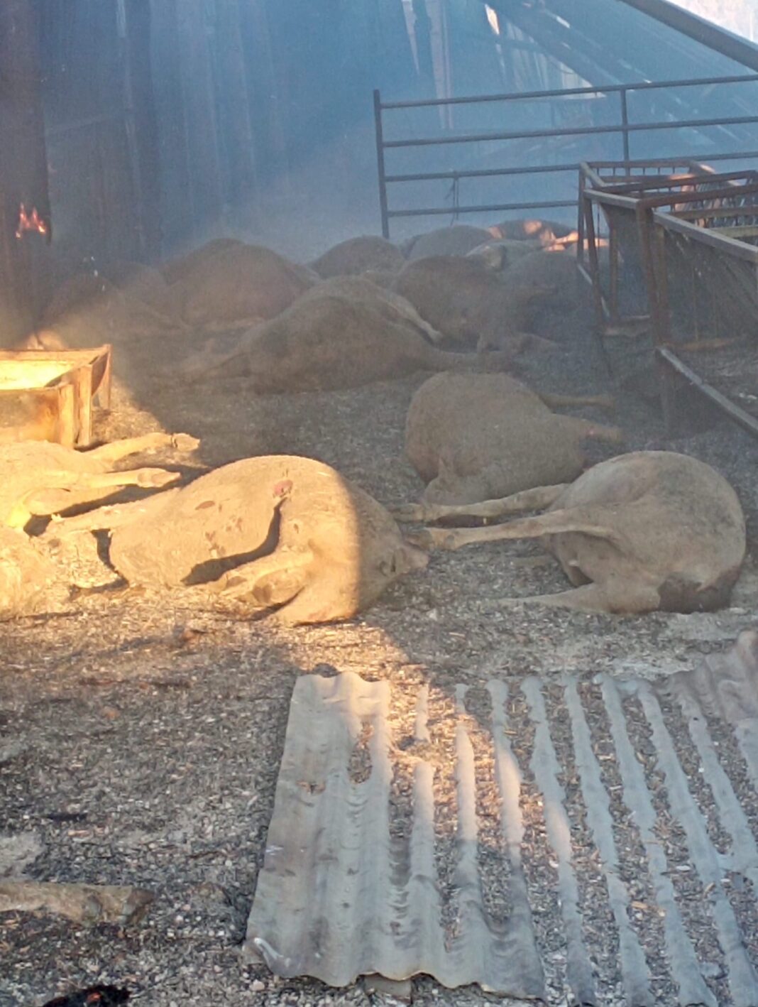 361666908_10223111512398454_6576205477466342672_n