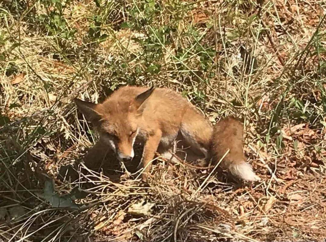 FB_IMG_1690714151356