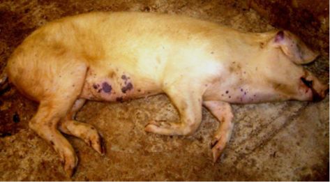 ΠΑΝΩΛΗ ΧΟΙΡΩΝ