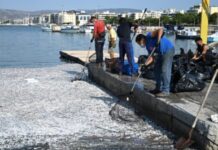 Παγασητικός 2024: Το πόρισμα ξεκαθαρίζει την κατάσταση μετά τον μαζικό θάνατο ψαριών