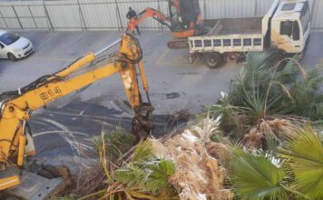 Περιβαλλοντική για Δήμο Βόλου: Κόψε-κόψε δέντρα και μη φυτεύεις