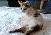 ΤΕΛΟΣ Η ΚΑΛΥΨΗ ΕΚΤΑΚΤΩΝ ΠΕΡΙΣΤΑΤΙΚΩΝ ΓΙΑ ΓΑΤΕΣ ΑΠΟ ΤΟΝ ΔΗΜΟ ΒΟΛΟΥ – ΕΧΕΙ ΛΕΦΤΑ ΓΙΑ ΛΑΜΠΑΚΙΑ