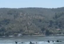 Μοναδικές εικόνες με δελφίνια ανοιχτά της Μηλίνας (video)